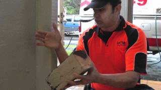 Schedorhinotermes Termites Altriset Treatment  Sydney Pest Control [upl. by Terrill]