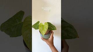 Timelapse of my Philodendron Majestic popping her new leaf 🤍 plants propagation timelapse [upl. by Stonwin]