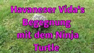 Havaneser Vida und die Begegnung mit dem Ninja Turtle  Havanese and turtle [upl. by Kaile]