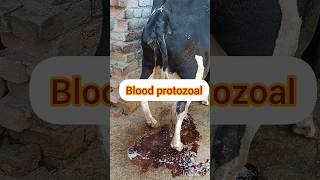 treatment of blood protozoal urine in cow ampBuffalo treatment of babesiosi treatment of PPH trea [upl. by Yenaffit]