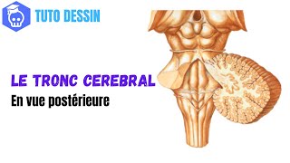 Comment dessiner le Tronc Cérébral en Vue Postérieure  4e Ventricule amp émergence des Nerfs Crâniens [upl. by Yahsan]