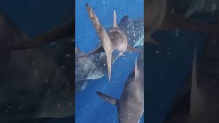 Chafing Silky Sharks and Whale Sharks chafing whalesharks silkysharks parasiteremoval [upl. by Etana]