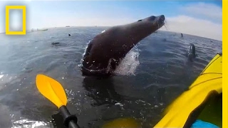 Watch Cape Seal Collides With Kayaker  National Geographic [upl. by Neela978]