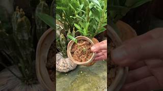 best tips repotting plant tutorial plant orchid [upl. by Fanya]