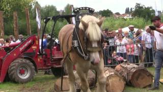 Belgian Draft Horses at the harvest festival in Alken Belgium [upl. by Warfold]