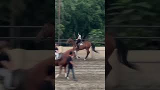 Horse trotting 13 Oct2024 trot horse riding rider sports athelete [upl. by Meesak391]