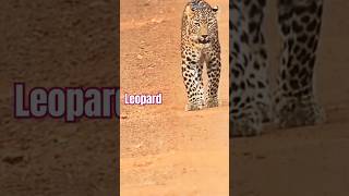 jimcorbett amazingfacts corbett history leopardstory dangerous jimcorbettsafari [upl. by Kemp]