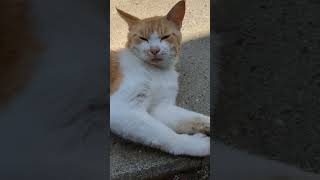 ふてぶてしい猫 猫 ねこ動画 cats ペット pet [upl. by Drewett516]