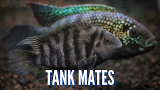 Top 10 Tank Mates for Convict Cichlids [upl. by Libbna]