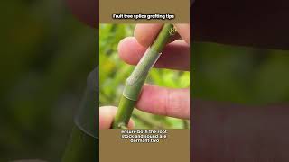 Fruit TreeSplice Grafting viral garden viralvideo shorts short youtubeshorts usa [upl. by Anderea483]