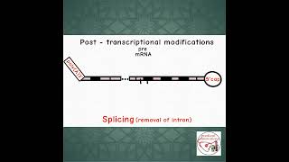 🔨 POST TRANSCRIPTIONAL MODIFICATION  CONTROL  REGULATION  shorts medicine biology [upl. by Keyser]