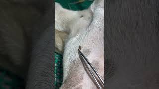 Ectoparasites in dogs animaldoctor [upl. by Havstad]