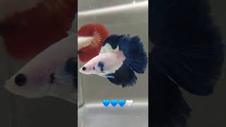 Blue half moon betta fish [upl. by Gnen31]