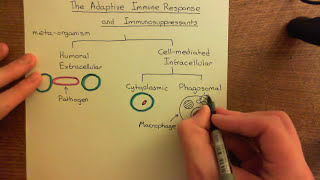 The Adaptive Immune Response and Immunosuppressants Part 1 [upl. by Radie]