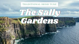 The Sally Gardens  traditional irish tune [upl. by Baillie]