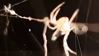 Baby Redback Spider amp A Parasitic Worm Two Day Old Latrodectus Hasselti amp A Gordian Worm [upl. by Craner]