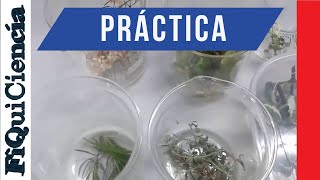 Destilación de esencias de plantas aromáticas Práctica [upl. by Naillimixam843]