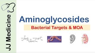 Aminoglycosides  Bacterial Targets Mechanism of Action Side Effects [upl. by Seyer]