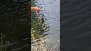 Hermosa bluegill river travel fishing pesca bluegillfishing [upl. by Arob307]