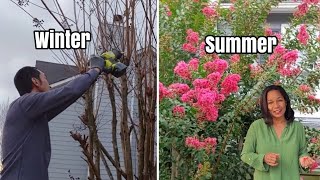 Caring for Crepe Myrtle  When to Prune Planting Feeding Watering Pest amp Diseases [upl. by Kai]