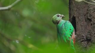 Resplendent Quetzal [upl. by Domingo]