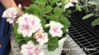 How to Deadhead Geraniums [upl. by Wylde777]