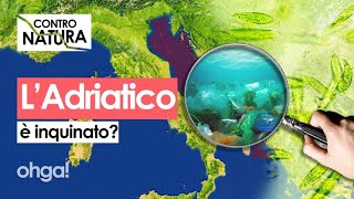 Perché il MARE ADRIATICO è considerato il più SPORCO d’Italia Facciamo chiarezza [upl. by Ieso]