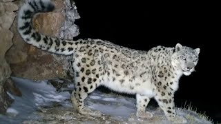 Powerful Snow Leopard Lets Out a Mighty Squeak [upl. by Herminia559]