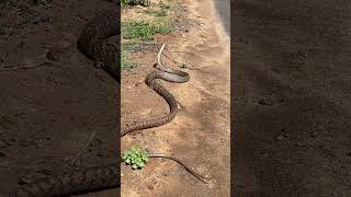 செடியை சுற்றிக்கொண்டு துடித்த பாம்பு enathuaran bigsnake snake [upl. by Ivzt]