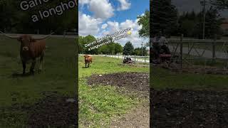 Longhorn cow has a love hate relationship with man trying to mow [upl. by Parette]