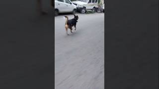 👺Jackie 🐕🧑‍🦯 vs 🐶bhootiya dog 😱 aur 👺 Jackie 🐶 vs langoor 🐒🙀 Jackie ki jungle mein running 😱 [upl. by Sheya116]