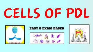 Cells of PDL  Periodontal ligament  Dental Lectures [upl. by Silber581]