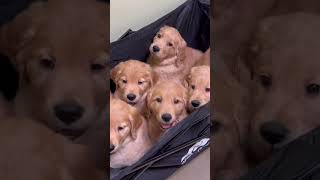 7 Golden Retriever Puppies’ First Vet Visit [upl. by Nosredna]