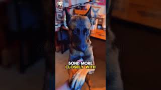 Belgian Malinois vs German Shepherd🐕⚖️ Key Differences You Need to Know woofpassion dogbreed pet [upl. by Aknahs]