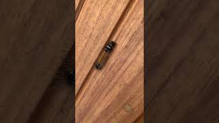 Moth caterpillar 🐛 youtubeshorts shortvideo travel shortsfeed [upl. by Tennek]