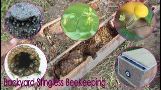 STINGLESS BEES BACKYARD BEEKEEPING [upl. by Feld]