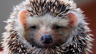 Here are some interesting facts about hedgehogs [upl. by Yerfej]