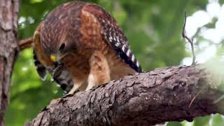 Red Shouldered Hawk [upl. by Andrea]