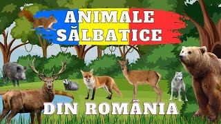 Animale Sălbatice din România  Ce animale sălbatice trăiesc în țara noastră [upl. by Greenleaf]