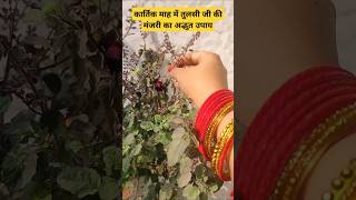 कार्तिक मास में तुलसी की मंजरी का अद्भुत उपाय upaye tulsi kartikmas katha subscribe [upl. by Kiki]