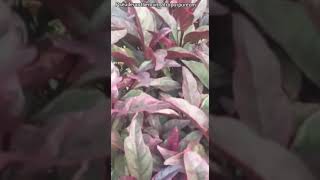 How to Grow and care Eranthemumpseuderanthemum atropurpureum [upl. by Kippie]