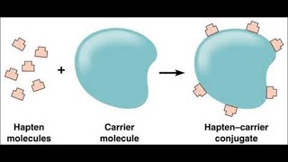 Haptens and Adjuvants [upl. by Ahselak]