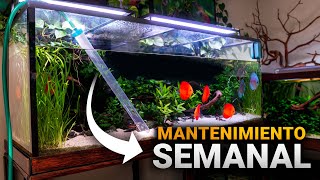 MANTENIMIENTO del acuario de 500L con PECES DISCO Consejos y recomendaciones [upl. by Tsai]