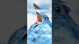 the sound of these birds 💀🐦 viralshort memes skull viralvideo foryou viralshorts [upl. by Lorena]