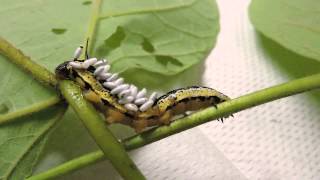 Capital Naturalist Catalpa Sphinx Moth Caterpillar with Braconid Wasp Emerging [upl. by Plumbo]