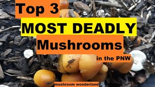 Top 3 Deadliest Mushrooms in the PNW [upl. by Eta471]