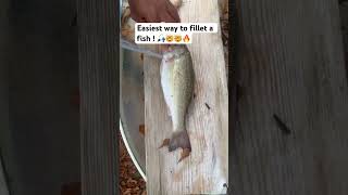 Easiest way to fillet a fish  bigcatch bassfishing catchoftheday giantfish catchinbass [upl. by Ahsieki]