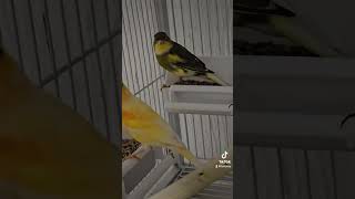 Canaries ❤️canarias fypシ゚viral fyp birds youtubeshorts shortvideos mustwatch viralvideos [upl. by Idorb492]