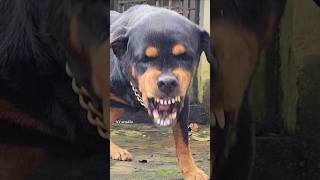 Dogs barking and g6 rottweiler angrypuppy cuteanimal pets angrydog cutepet funny angrypets [upl. by Bonnice97]