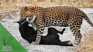 Leopard vs dog  7 brutal leopard attacks on dogs caught on camera  Animal World [upl. by Scheider]